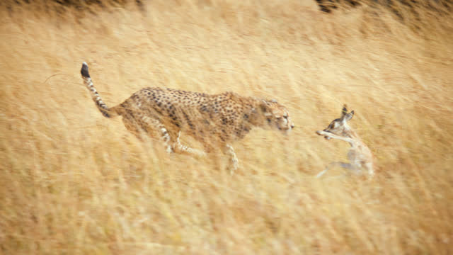 SLOW MOTION Cheetahs hunting a impala cub on grassland