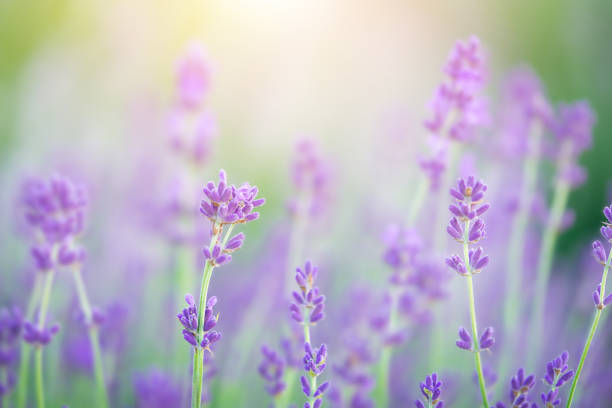 istock Blooming lavender flowers on sunset. Macro shot 1472162465
