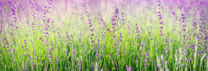 Purple lavender flowers field blooming. Banner