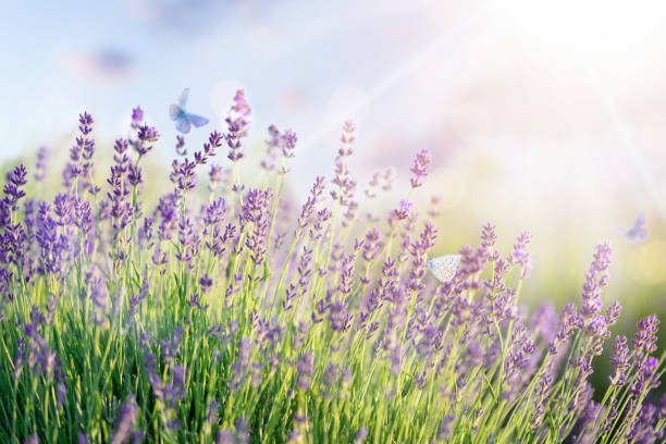 Blooming lavender field and flying butterflies. Selective focus Blooming lavender field and flying butterflies. scene scented stock pictures, royalty-free photos & images
