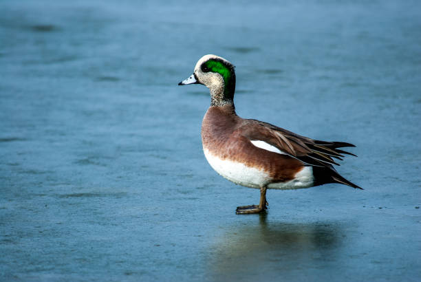 The American Wigeon (Mareca americana), also called a baldpate, is a medium sized dabbling duck found in North America. The breeding male, or drake, has a mask of green feathers around its eyes and a cream-colored stripe running from the top of its head to its bill.  The hens are much less distinctive with gray and brown plumage. Both males and females have a pale blue bill with a black tip, a white belly, and gray legs and feet. It nests on the ground, under cover and near water, laying 6–12 creamy white eggs. The American Wigeon is migratory, breeding in all of North America except the extreme far north.  Wintering areas include the Central Valley of California, Washington’s Puget Sound, the Texas Panhandle and the Gulf Coast of Louisiana.  This male American Wigeon was photographed while walking on ice at Walnut Canyon Lakes in Flagstaff, Arizona, USA.