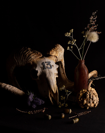 Still life of a mouflon skull. Dry plants