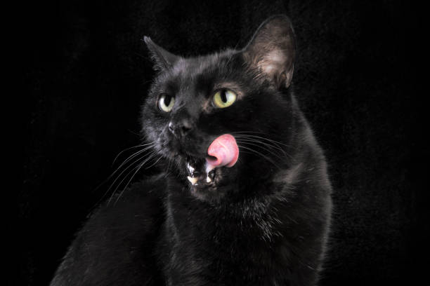 istock Black Cat on Black Licking Face 1472164390