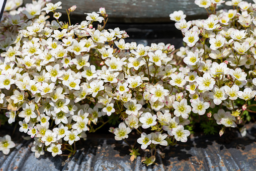 Close up of white saxifrage flowers in bloom