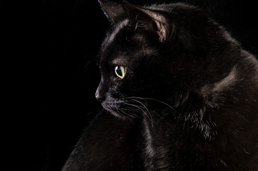 The profile of a black cat on a black background.