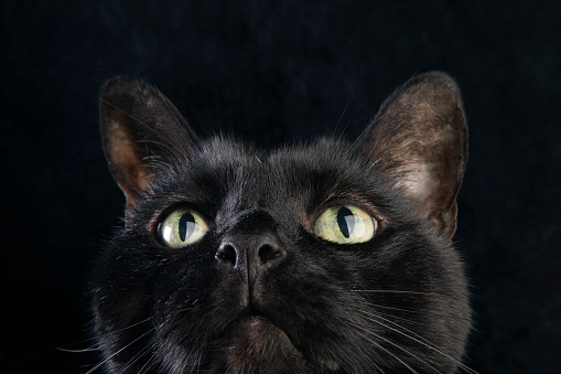 A super close up of a black cat looking up on a black background.