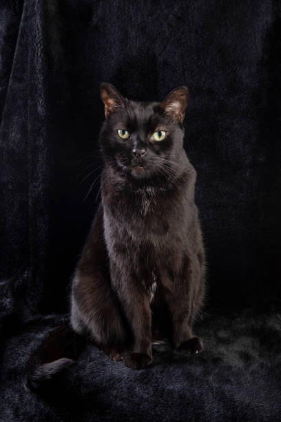 A handsome black cat looking right at the camera as she poses on a black background.
