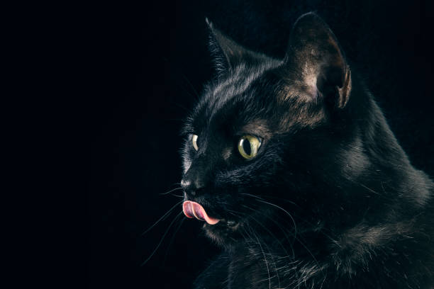 istock Black Cat With Tongue Out 1472164999