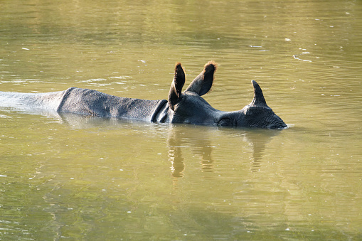rhinos cool themselves in ponds in Nepal