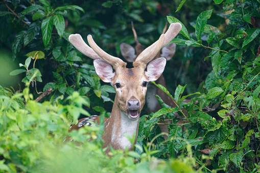 deer survive in the jungle of southern Nepal