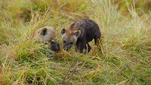 Hyena cubs walking in grassland at wildlife reserve