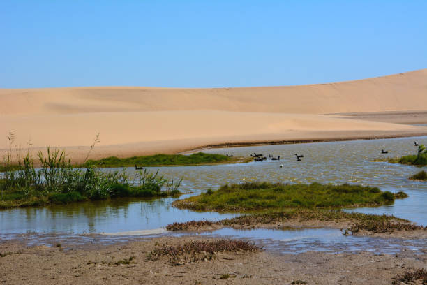 鳥は沼の岸近くのオアシスの砂漠で泳いでいます。背景に砂丘 - dry sea riverbank mud ストックフォトと画像