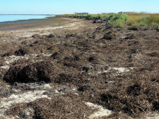 地球温暖化の結果として、乾燥した海の海岸の乾燥した藻類 - dry sea riverbank mud ストックフォトと画像