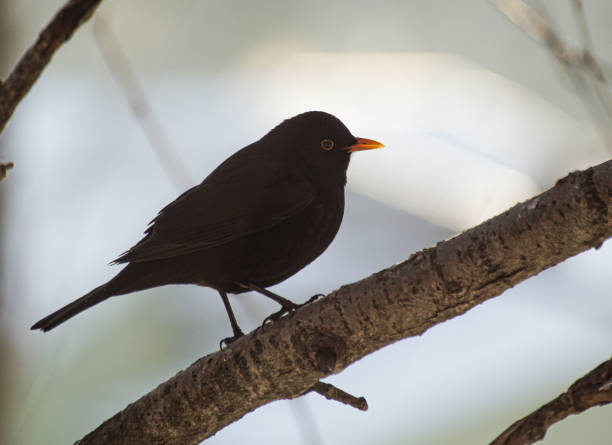 istock Close up of bird perching on branch 1472166408