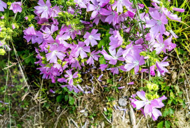 la mauve musquée fleurit contre le mur - musc photos et images de collection