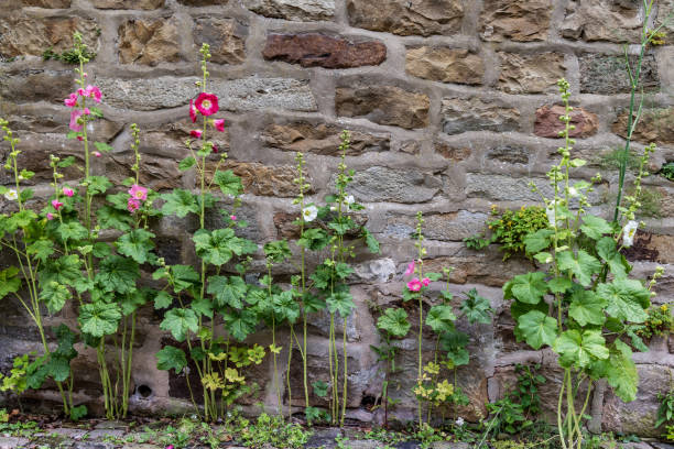 istock Musk mallow blooms against the wall 1472166992
