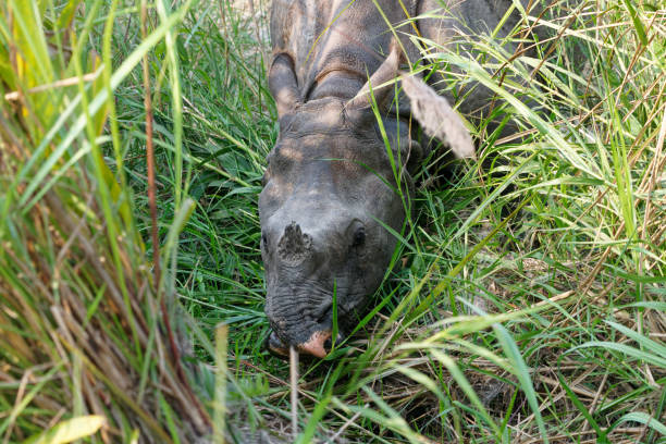 a rhino feeds on tall grass in Nepal