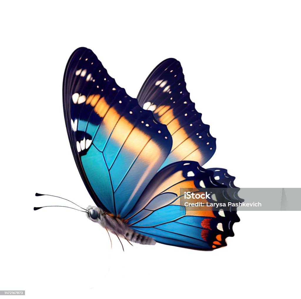 Image For Creative Work A Beautiful Butterfly In Flight Isolated ...