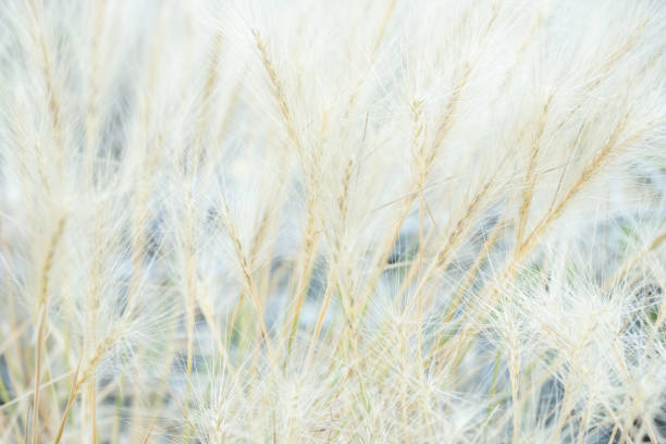 istock Blown Out Grasses Close Up 1472168009