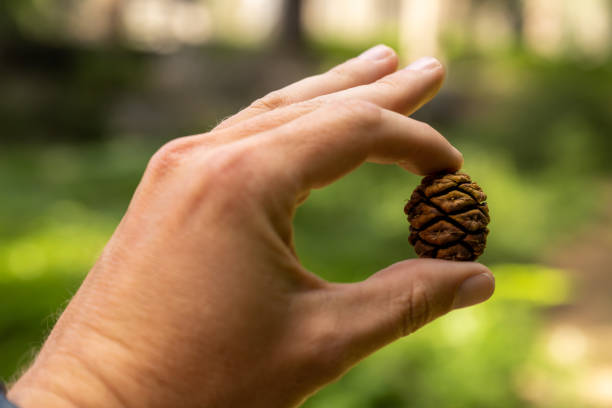 Close Up of Hand Holding Sequoia Pine Cone in Kings Canyon National Park