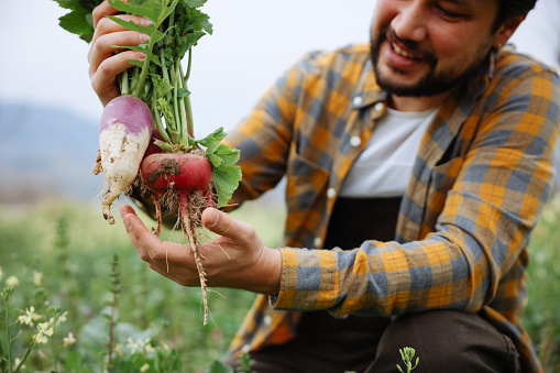 Organic, home-grown radish harvest. Freshly harvested, washed vegetables bunch in farmers hands. Beautiful red roots in green spring meadow background.