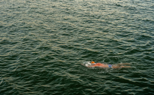 istock Lone Swimmer In San Francisco Bay 1472168186