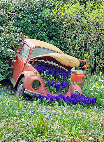 Hyacinth planted in old car