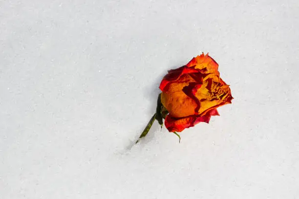 dried rose on snow