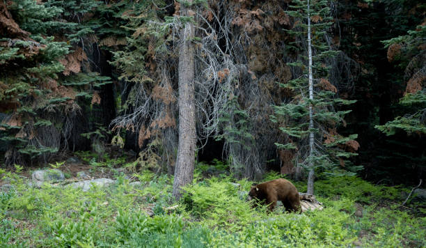 istock Black Hear Digs in Foliage for Food 1472169501