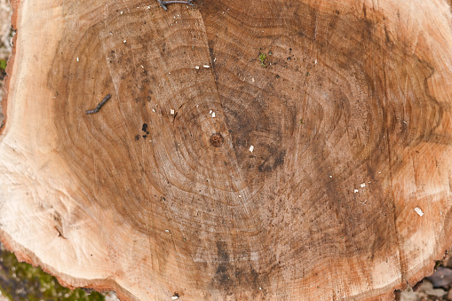 a sawn tree stump. close-up view from above. background