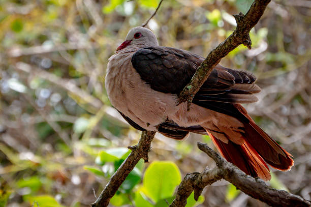 istock Pink pigeon, nesoenas mayeri, perched on a tree branch 1472170732