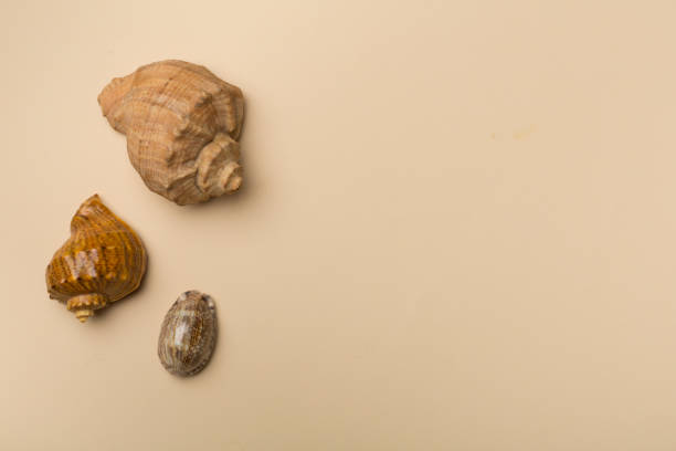 istock Sea shells on color background, top view. Summer concept 1472170903
