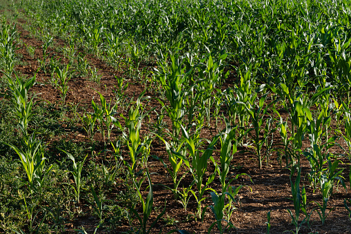 corn field in backlit