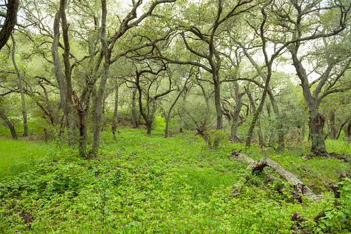 Coast Live oak trees in Orange, California