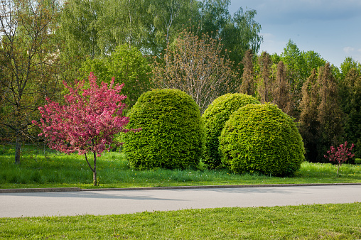 landscape of the park in spring, the time of flowering of bushes and trees