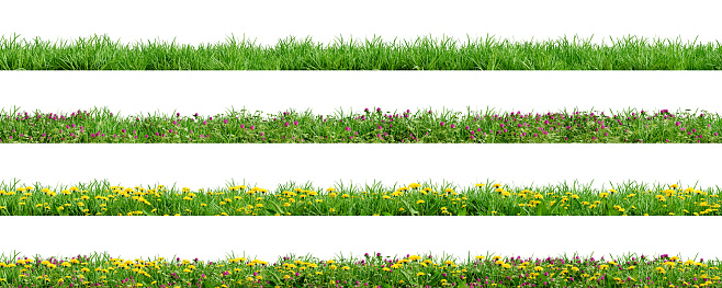 Various borders of green grass, dandelions and clovers, isolated on white background. 3D render. 3D illustration.