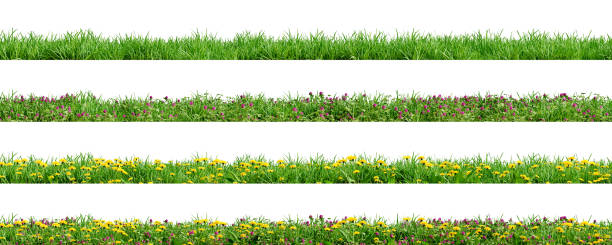 Various borders of green grass, dandelions and clovers, isolated on white background. 3D render. stock photo