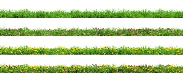 various borders of green grass, dandelions and clovers, isolated on white background. 3d render. - prado imagens e fotografias de stock