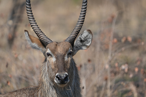 Wild Animals in Kruger National Park