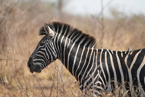 Zebra at Kruger National Park