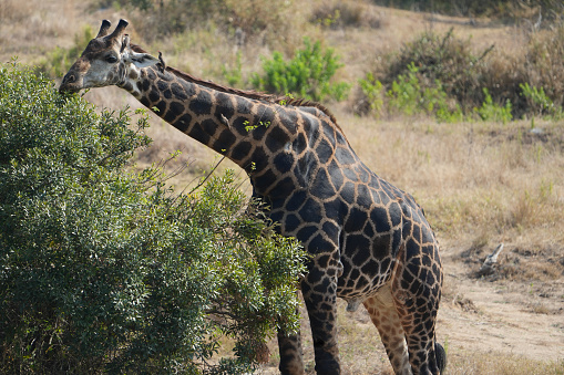 giraffe in the wild at Kruger Nattional Park