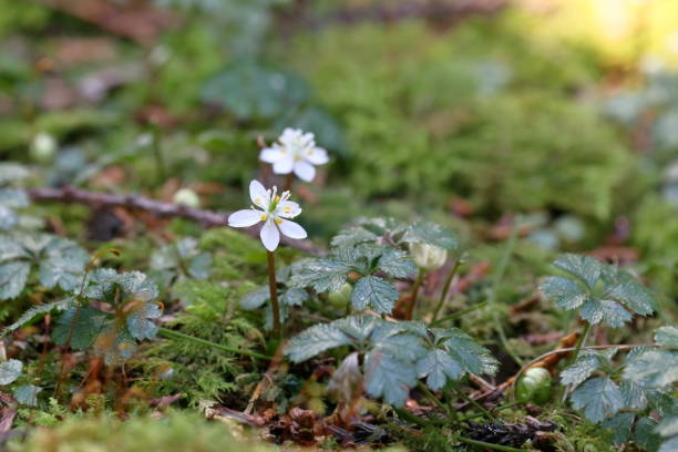 istock Baikaouren,small neat flowers,Winter (Sakawa Town, Kochi Prefecture) 1472175668