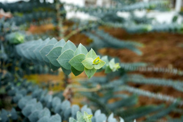Eucalyptus Baby Blue green nature - Powdery eucalyptus baby blue