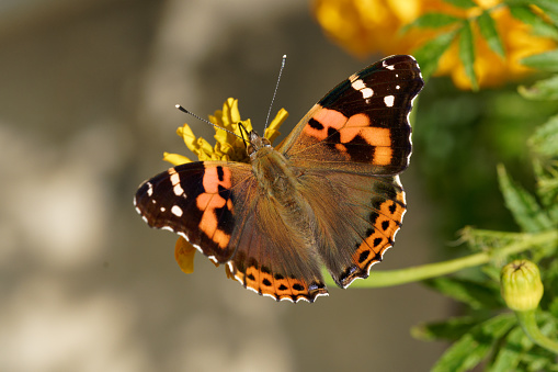 A close-up of a vibrant Blue Pansy (Junonia orithya) butterfly perched on top of lush green foliage