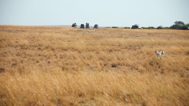 SLOW MOTION Wild African cheetah running for chasing prey on grassland