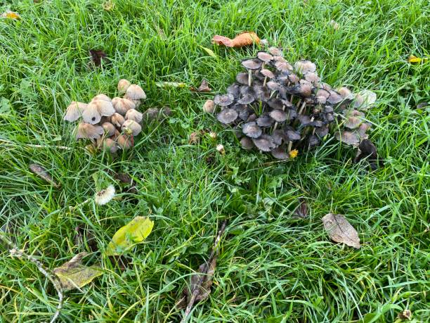 istock Bonnet fungi amongst grass 1472176950