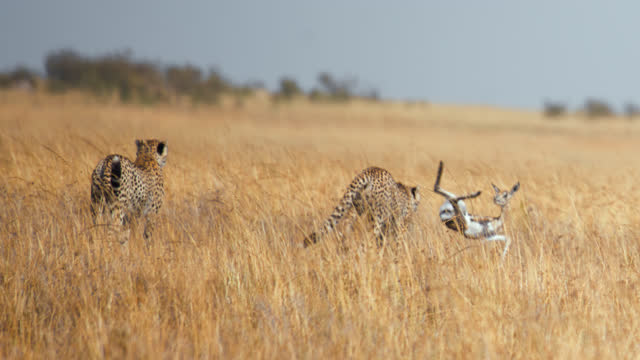 SLOW MOTION Cheetahs savage hunting a impala cub on grassland