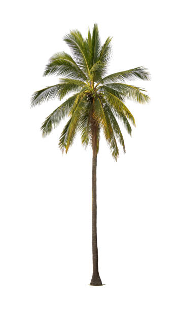 istock Coconut palm tree isolated on white background with clipping path. 1472178046
