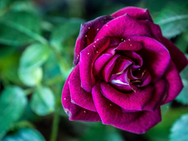 A macro image of a red rose.