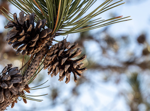 Close-up of an open pine cone on a pine tree branch on a cold day in march with a blurred background.